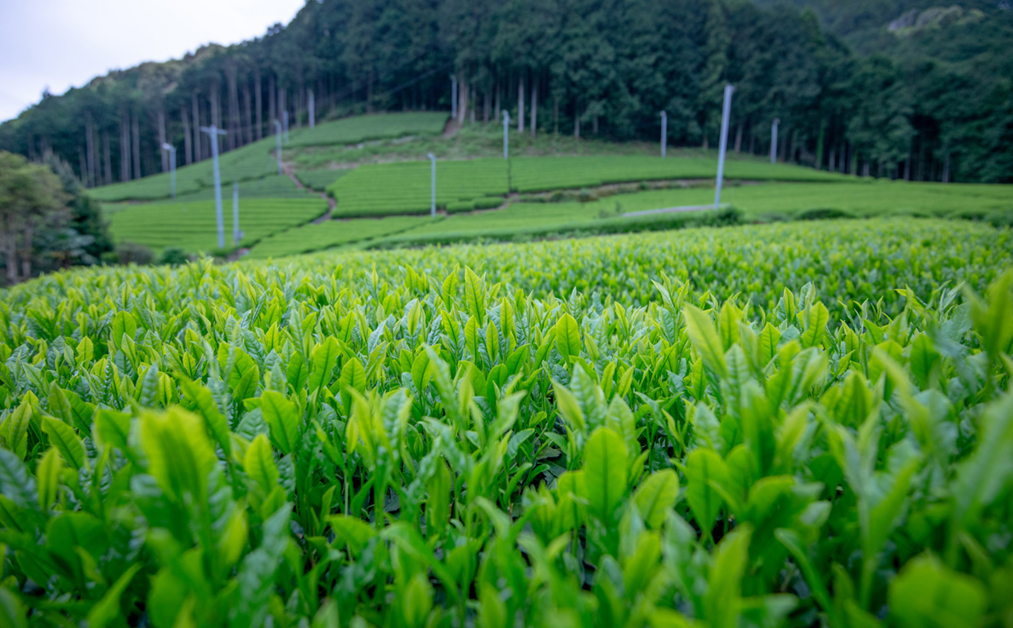 本山茶TOP